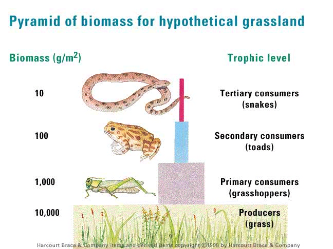 Image biomass_pyramid