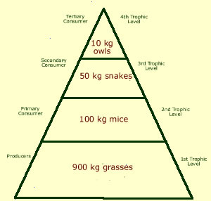 Image biomass_pyramid2