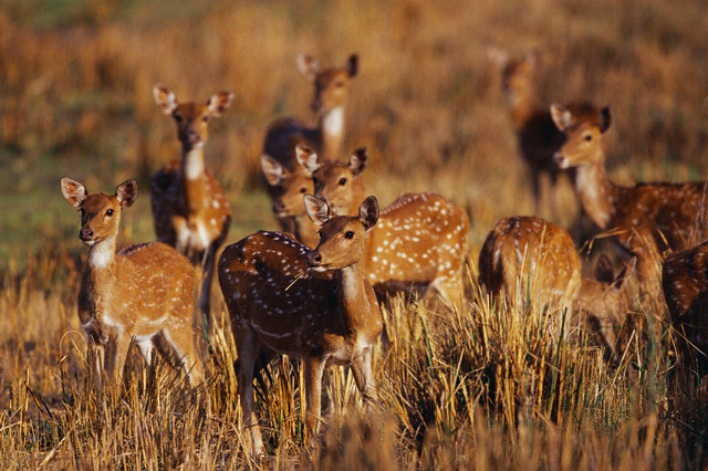 Image deer_population