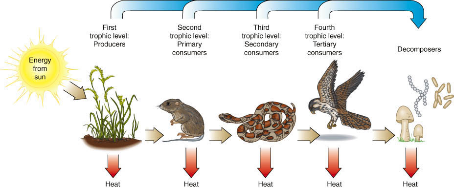 food web with trophic levels