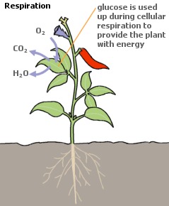 Image plant_respiration