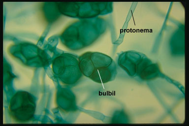 Image protoplasm