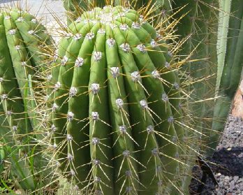 Image cactus