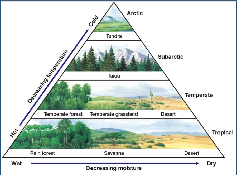 Terrestrial biomes