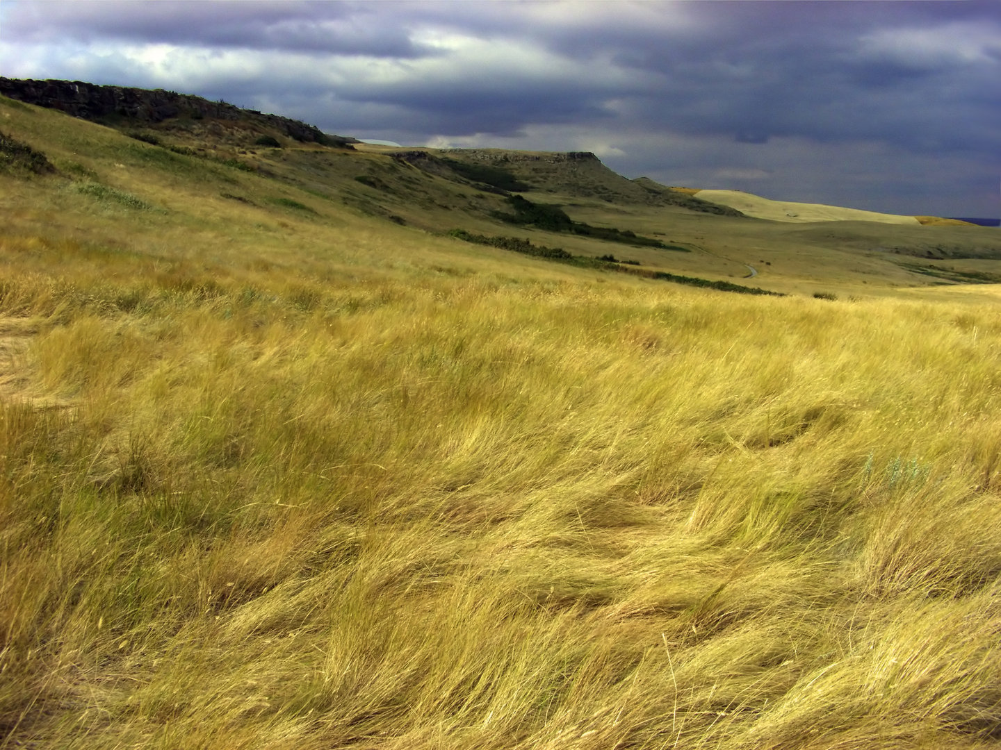 Image temperate_grassland