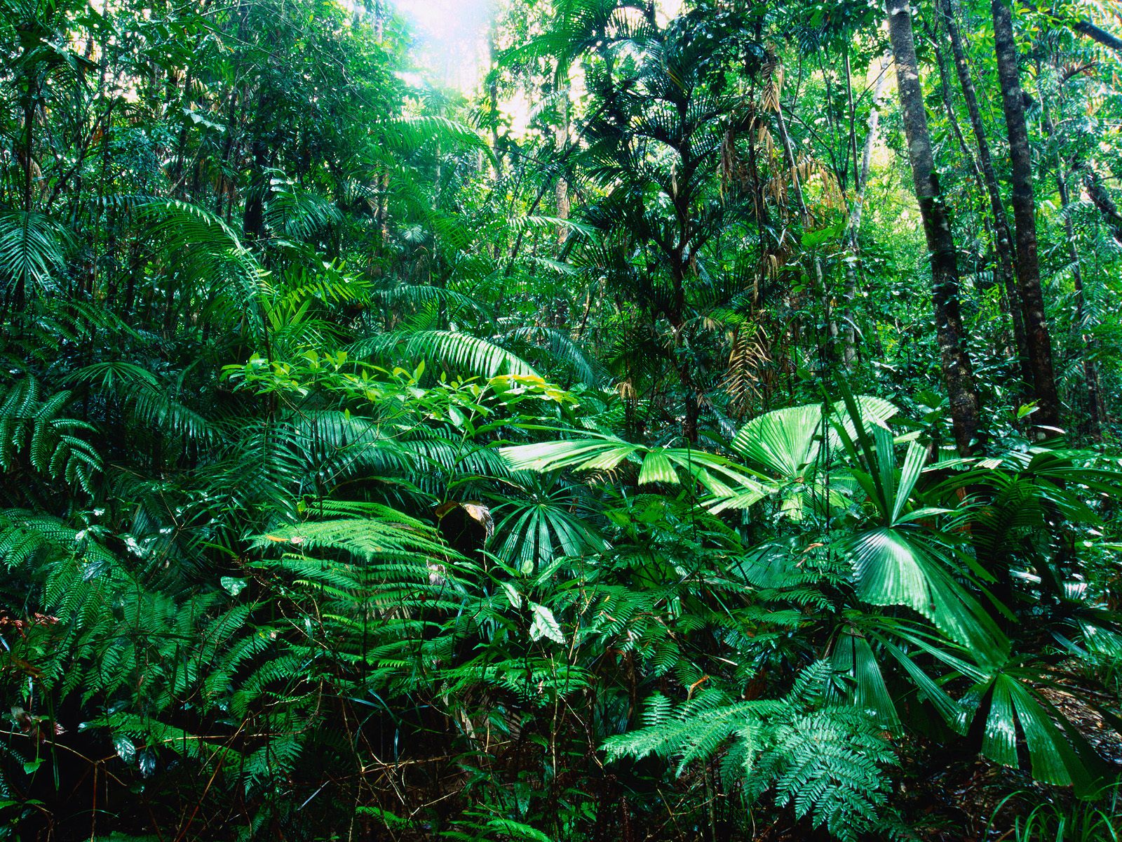 Image tropical_rain_forest