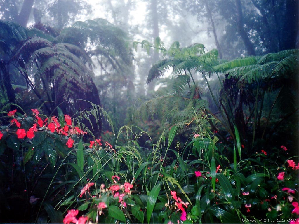 Image tropical_rain_forest2