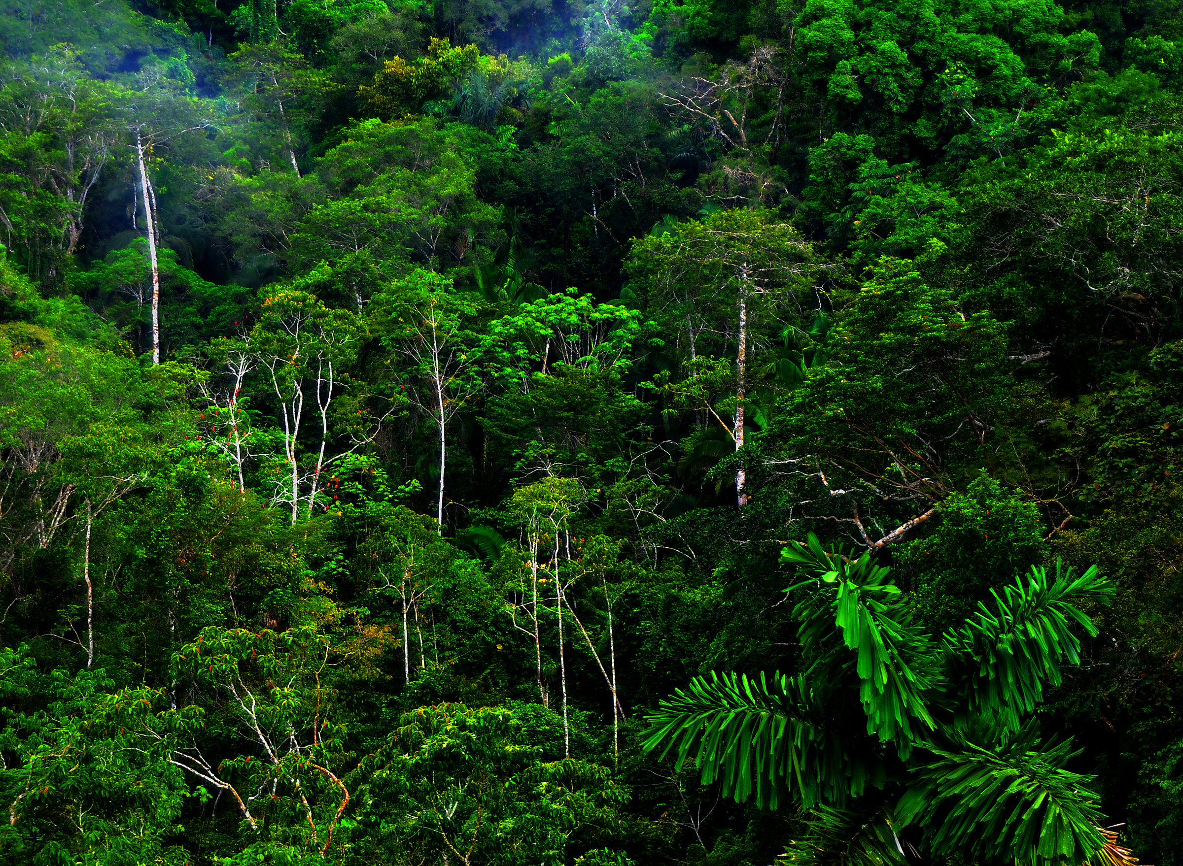 Image tropical_rain_forest3
