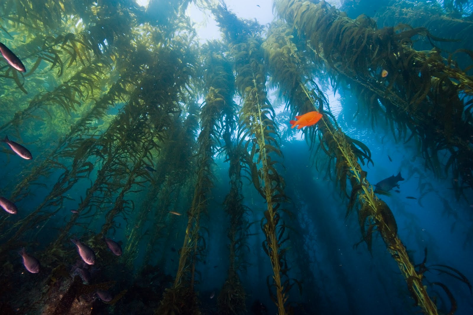 Image kelp_forest2