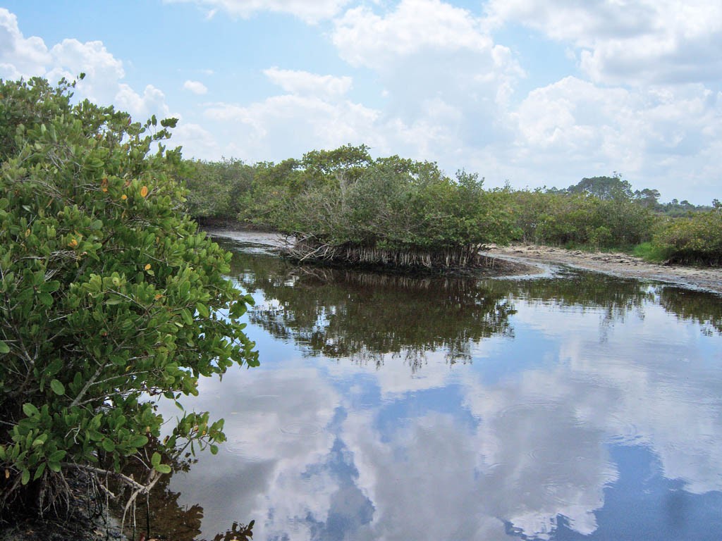 Image mangrove_forest