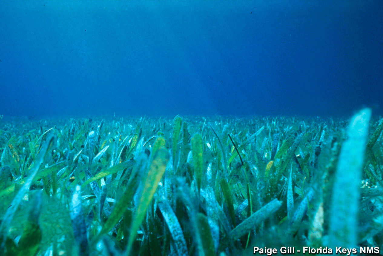 Image seagrass_bed