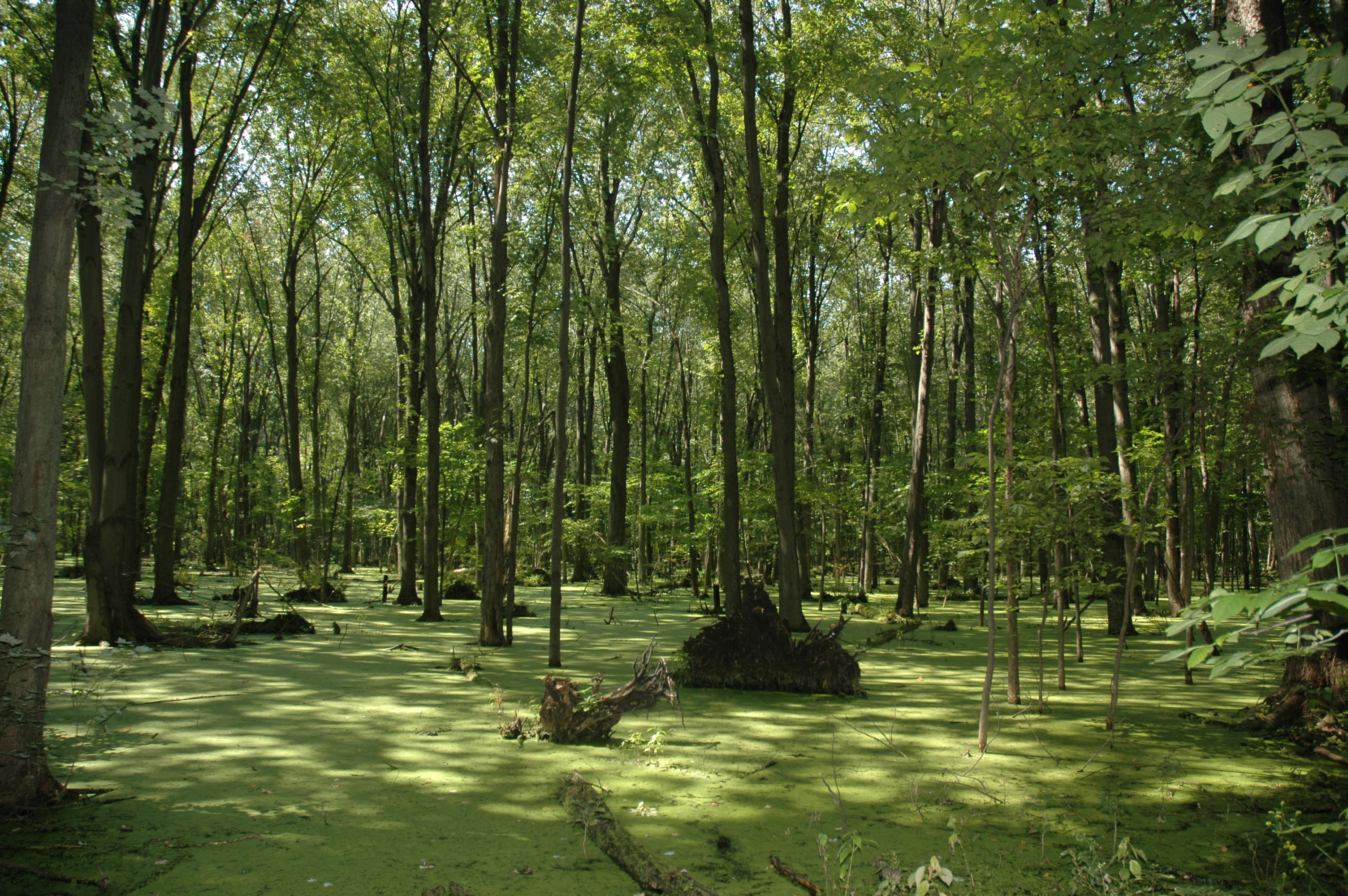 Image swamp