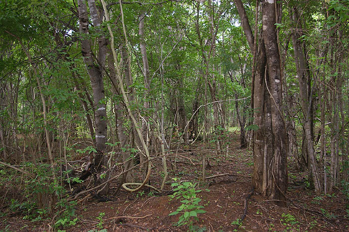 Image tropical_dry_forest2