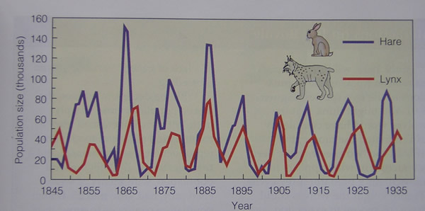 Image population-hare-lynx