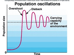 Image population_oscillation